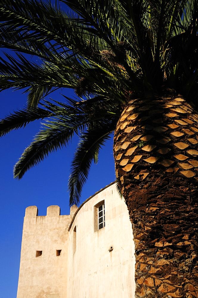 Citadel walls with palm Old Town, France