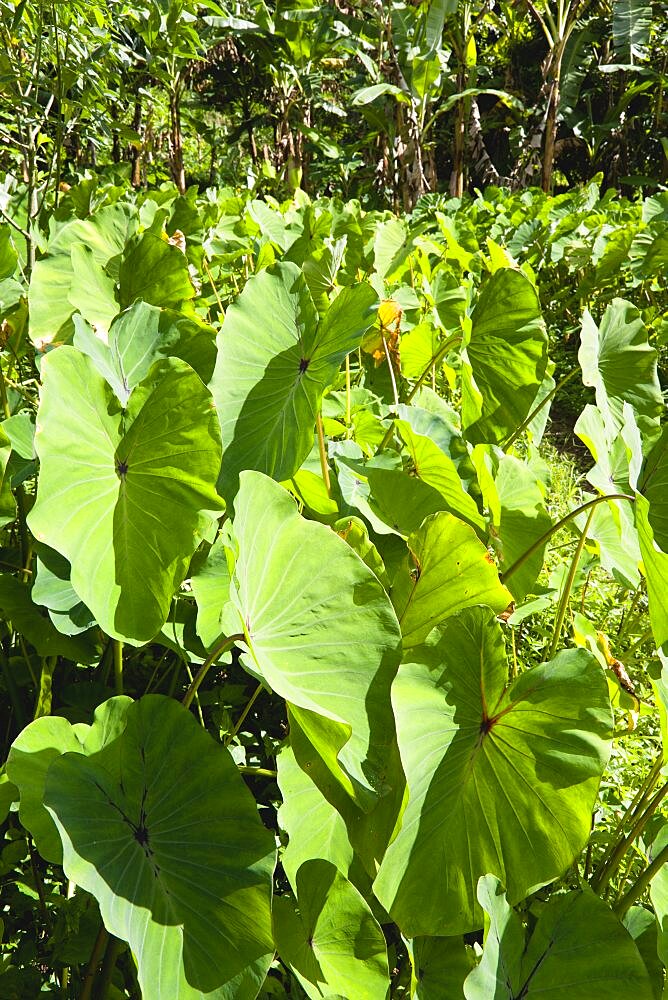 Callaloo crop growing beside a banana plantation, Caribbean