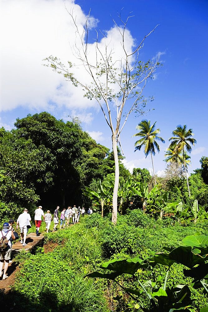 Cruise ship tourists trekking through the jungle interior towards Royal Mount Carmel Waterfall, Caribbean