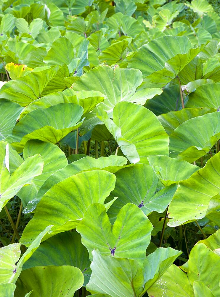 Detail of Callaloo crop, Caribbean