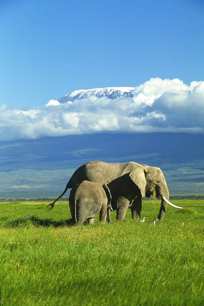 KENYA  Amboseli National Park African elephant and baby with Mount Kilimanjaro in the background surrounded by clouds. Formerly Kaiser-Wilhelm-Spitze, is an inactive stratovolcano.