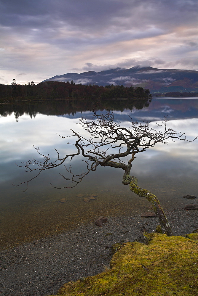 Lone tree stretching over Derwent Water, Lake District National Park, Cumbria, England, United Kingdom, Europe