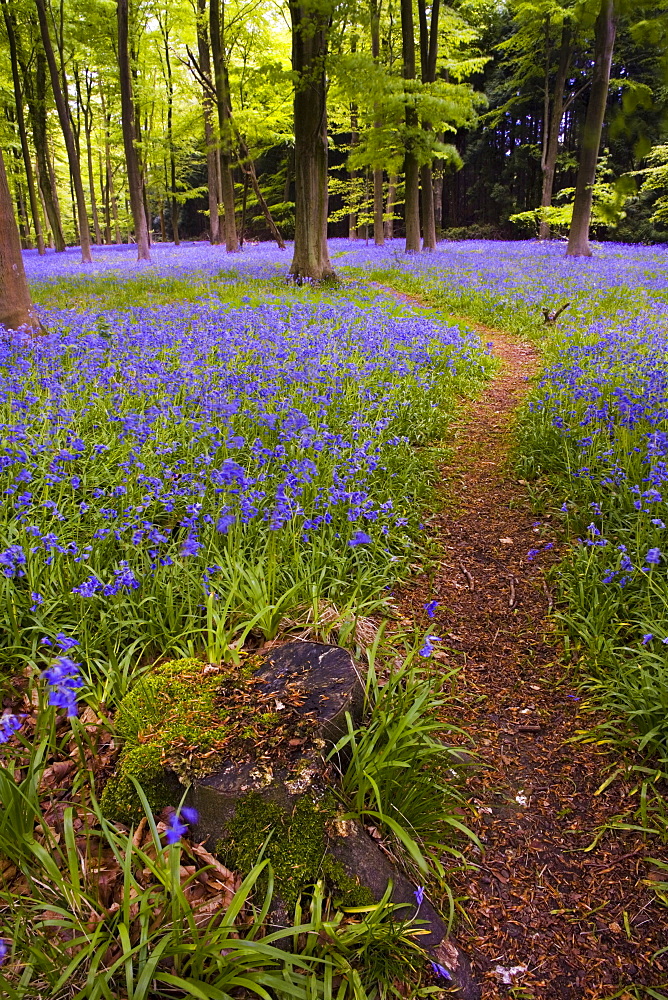 Bluebell woodland in spring, Micheldever, Hampshire, England, United Kingdom, Europe