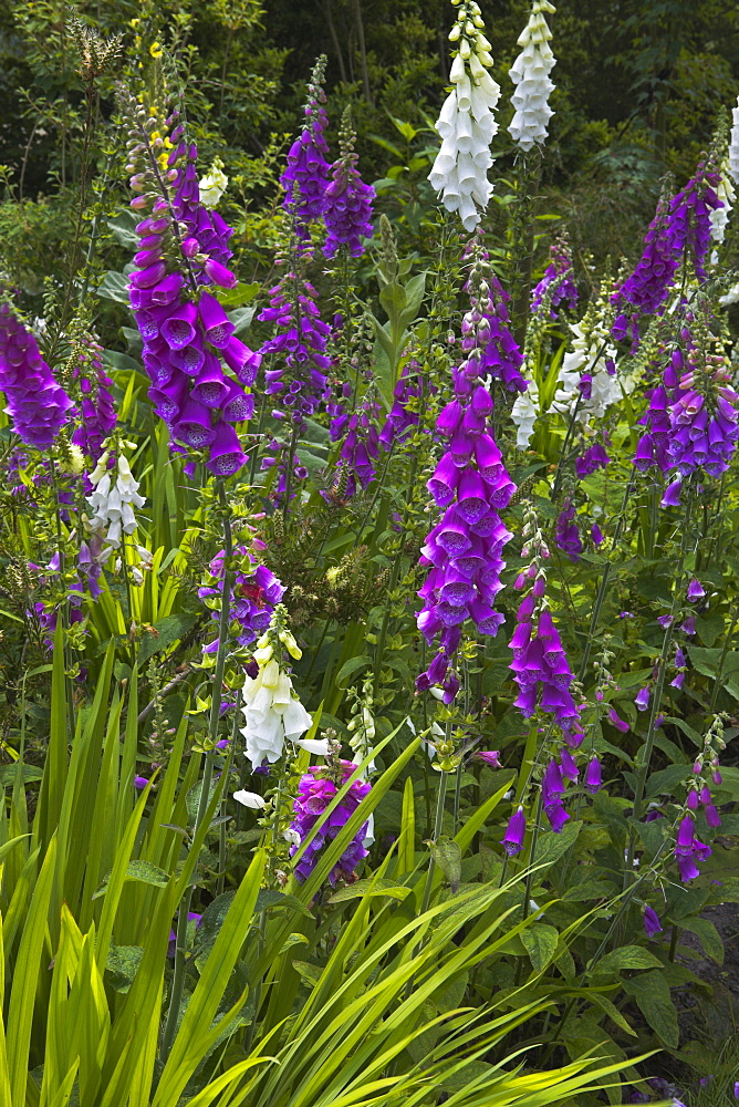 Foxgloves on display at Furzey Gardens, Minstead, New Forest, Hampshire, England, United Kingdom, Europe