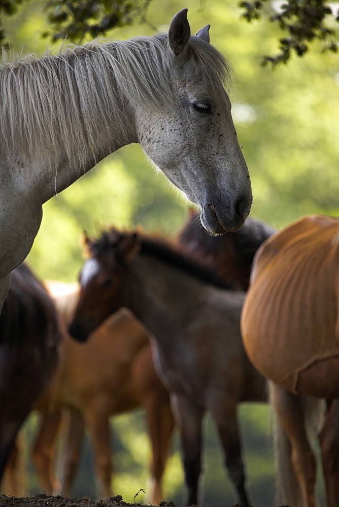 New Forest ponies shelter from the summer heat in a woodland, Hampshire, England, United Kingdom, Europe