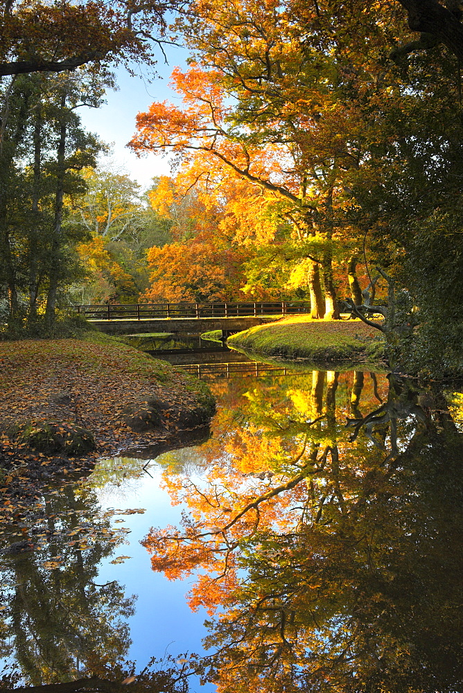 Late afternoon sunshine glows golden on the trees beside this New Forest stream, Hampshire, England, United Kingdom, Europe