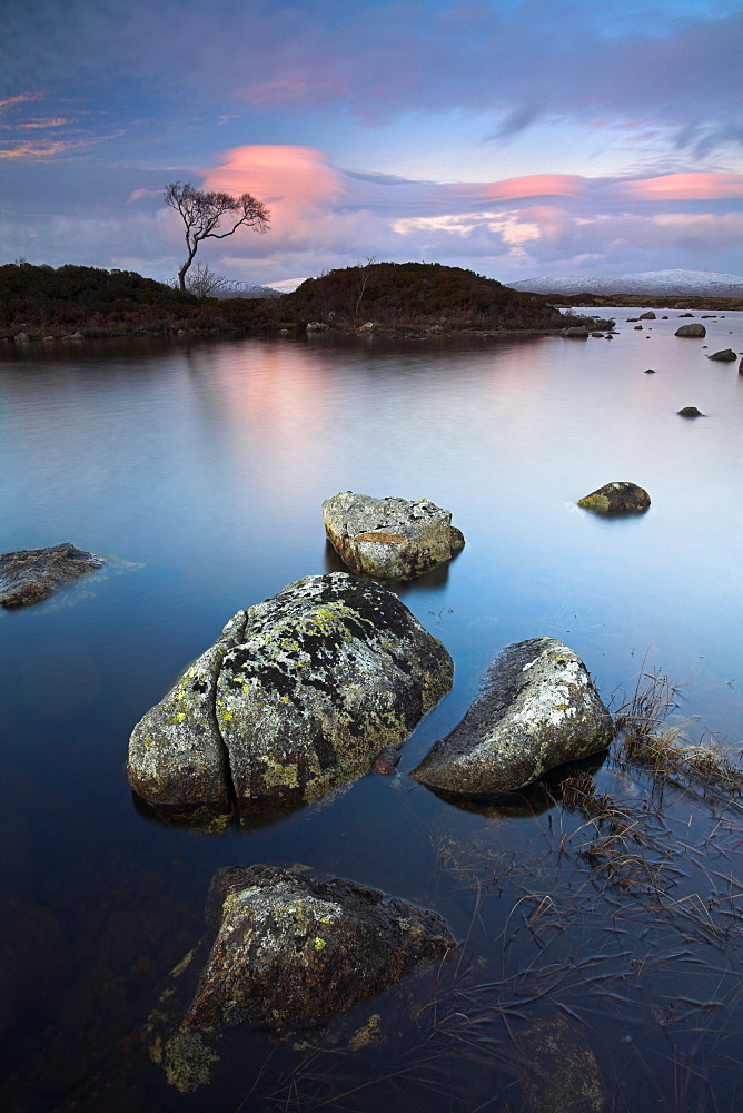 A lone tree stands isolated at Lochan Nah-Achlaise in Rannoch Moor, Highlands, Scotland, United Kingdom, Europe