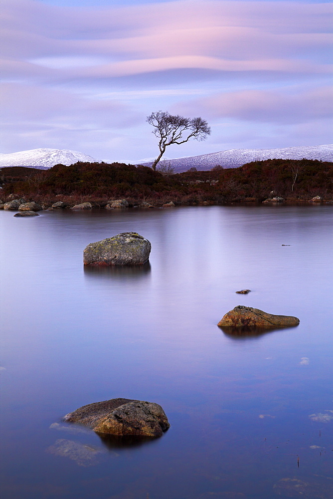 A single tree grows on a small island, surrounded by a lochan, Rannoch Moor, Highlands, Scotland, United Kingdom, Europe