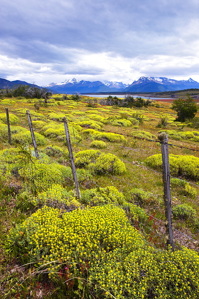 Summer meadows near Perito Moreno glacier, Los Glaciares National Park, UNESCO World Heritage Site, Patagonia, Argentina, South America