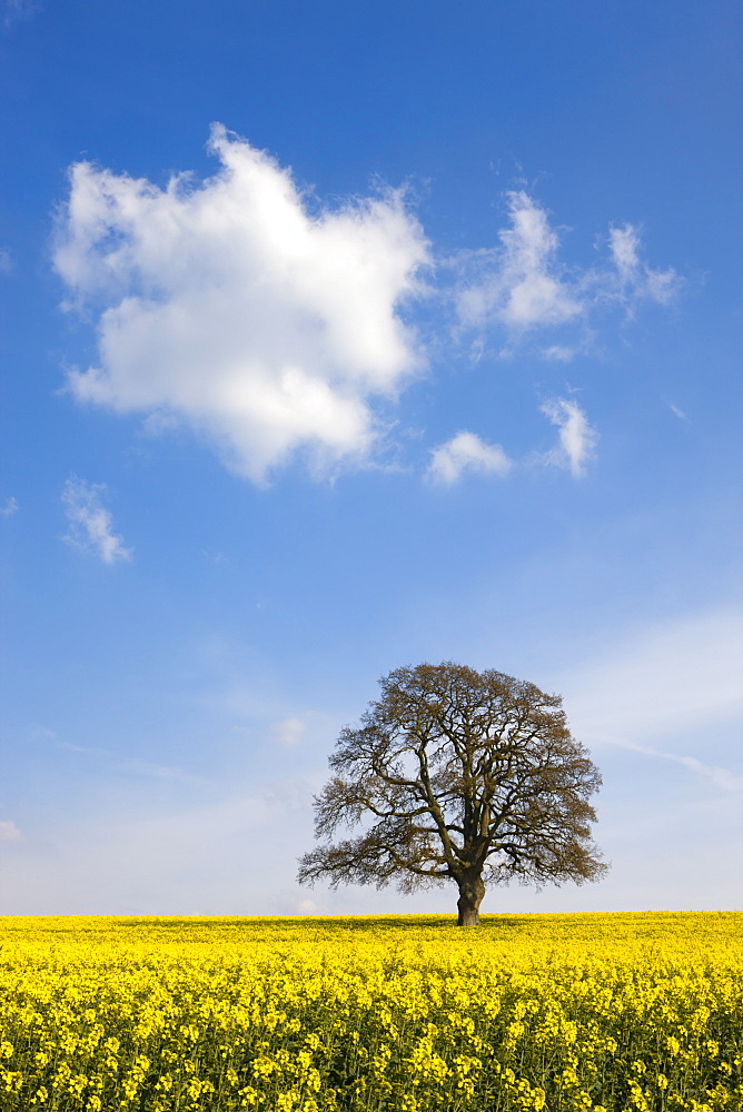 Rapeseed field and single tree, Devon, England, United Kingdom, Europe