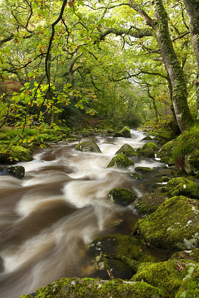 River Plym flowing through Dewerstone Wood, Dartmoor, Devon, England, United Kingdom, Europe