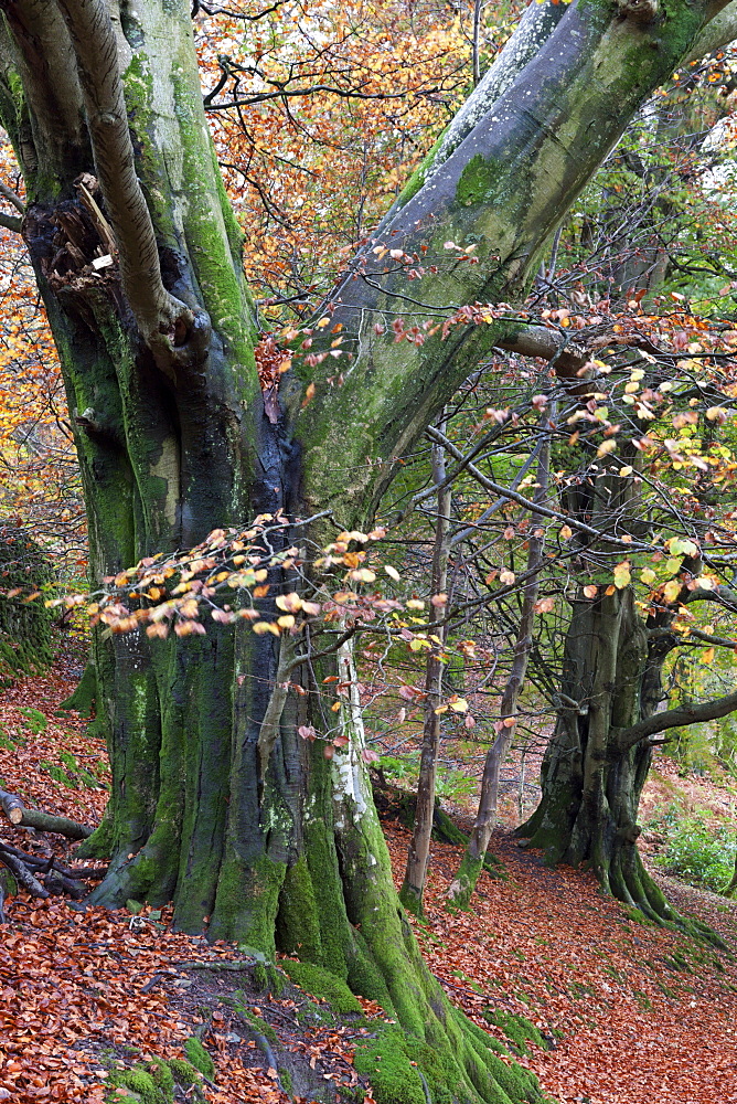 Autumnal woodland scene near Grasmere, Lake District National Park, Cumbria, England, United Kingdom, Europe