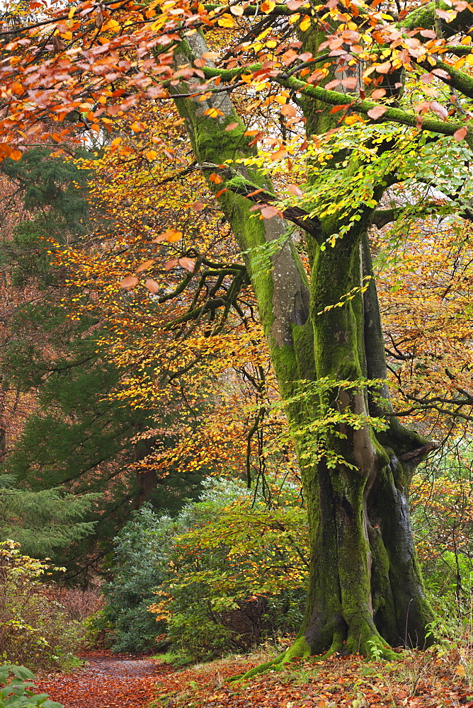 Deciduous woodland with beautiful autumn colours, Grasmere, Lake District, Cumbria, England, United Kingdom, Europe