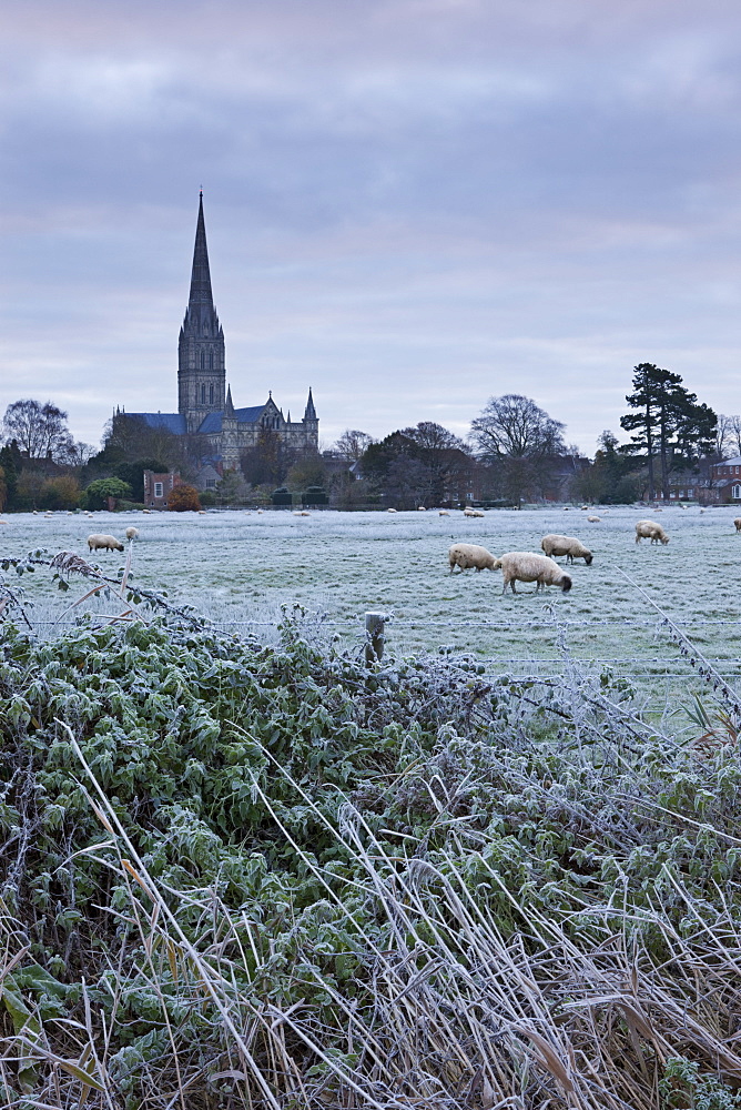 Salisbury Cathedral on a frosty winter morning, from across the Water Meadows, Salisbury, Wiltshire, England, United Kingdom, Europe