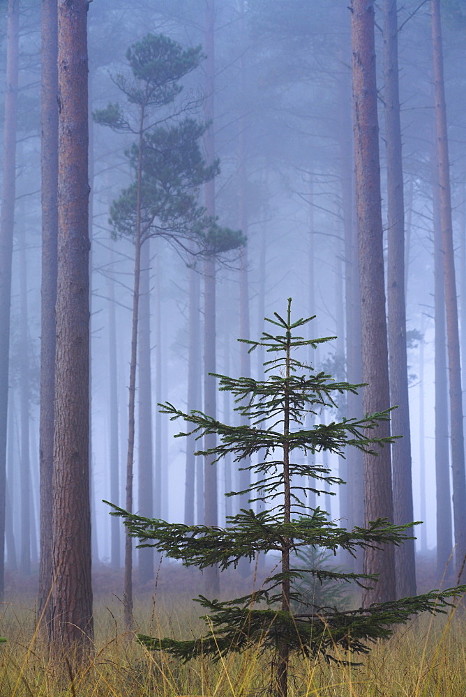 Heavy mist in a pine wood, New Forest, Hampshire, England, United Kingdom, Europe