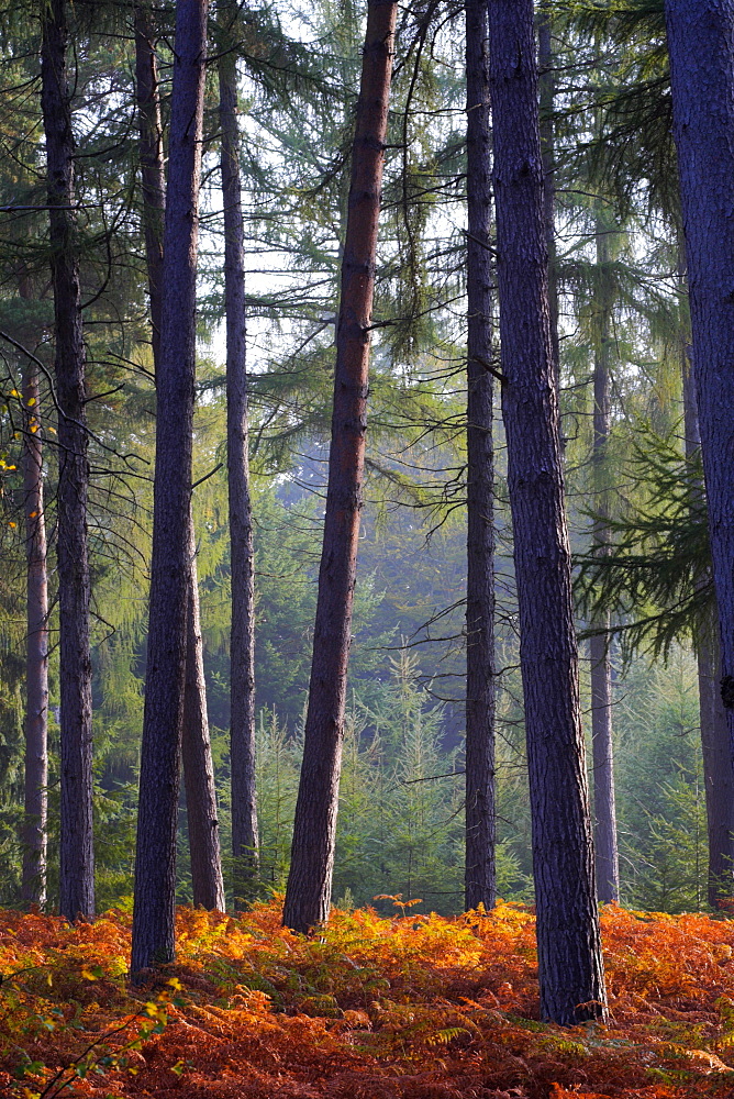 Autumn in a New Forest pine inclosure, New Forest, Hampshire England, United Kingdom, Europe