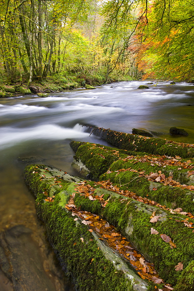 Autumn colours beside the River Barle near Tarr Steps, Exmoor National Park, Somerset, England, United Kingdom, Europe