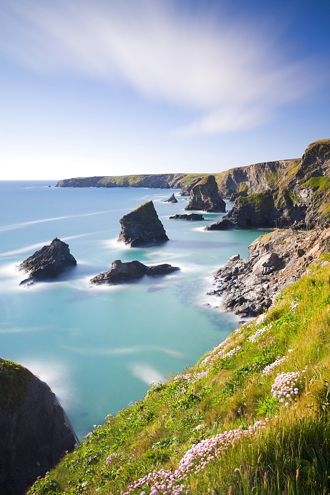 Pink sea thrift wildflowers on the clifftops above Bedruthan Steps, Cornwall, England, United Kingdom, Europe