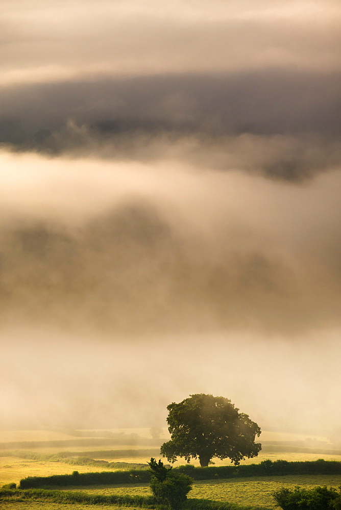 Thick mist hangs in a valley near Bwlch on a summers morning, Brecon Beacons National Park, Powys, Wales, United Kingdom, Europe