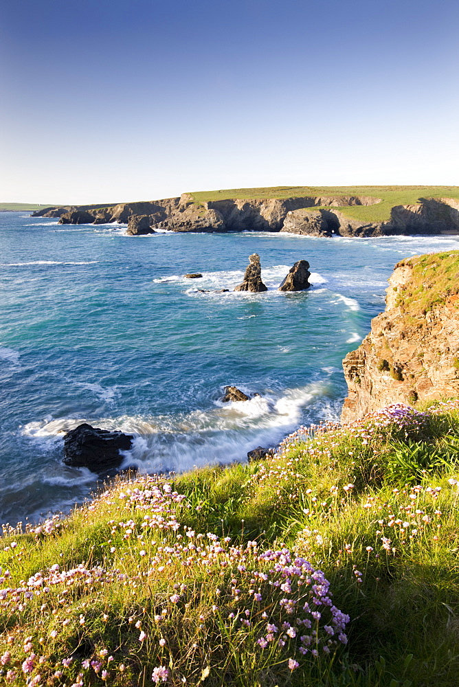 Clifftop view of Porthcothan Bay with spring wildflowers, Cornwall, England, United Kingdom, Europe