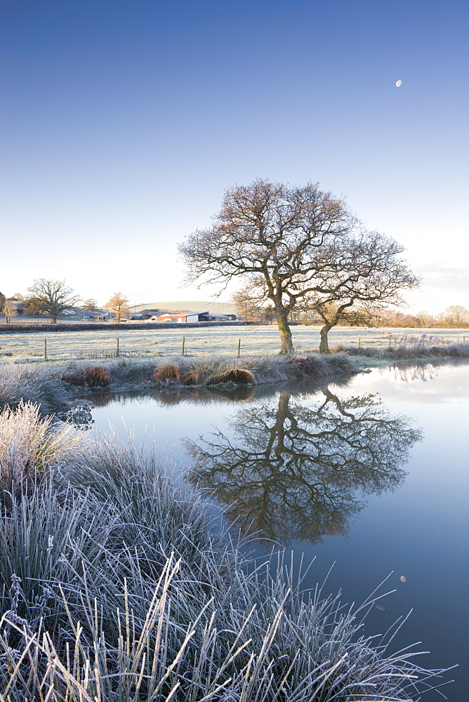 Frosted grass and trees beside a still pond on a winters morning, Morchard Road, Devon, England, United Kingdom, Europe