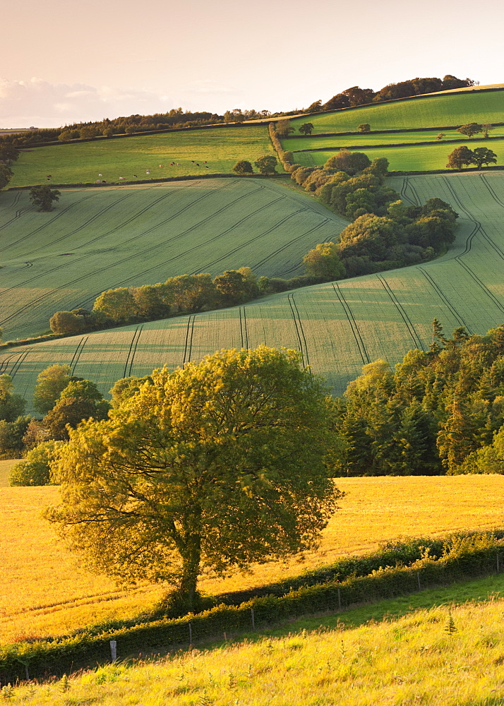 Rolling farmland in summertime, Devon, England, United Kingdom, Europe