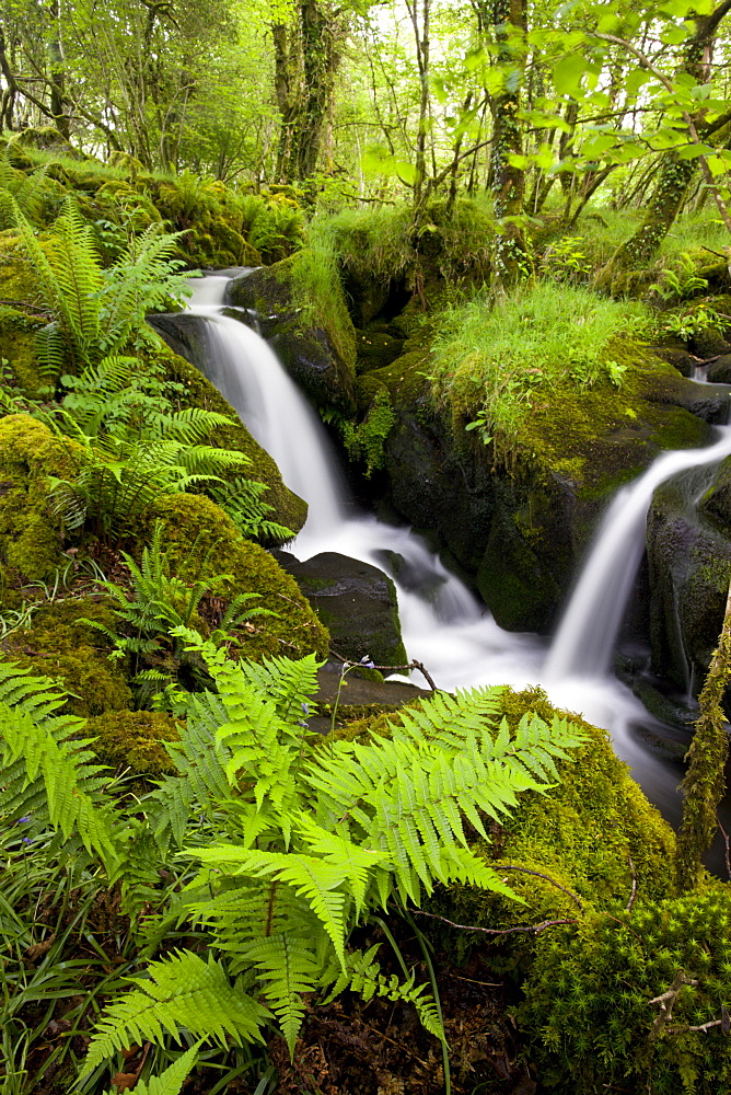 Tumbling stream in a lush green wood, Dartmoor National Park, Devon, England, United Kingdom, Europe