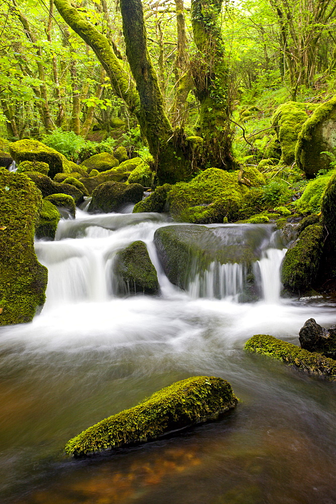 Stream rushing through a lush green mossy wood in Dartmoor National Park, Devon, England, United Kingdom, Europe