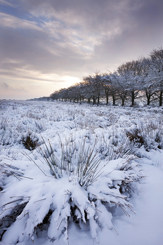 Snow covered countryside and trees, Exmoor, Somerset, England, United Kingdom, Europe