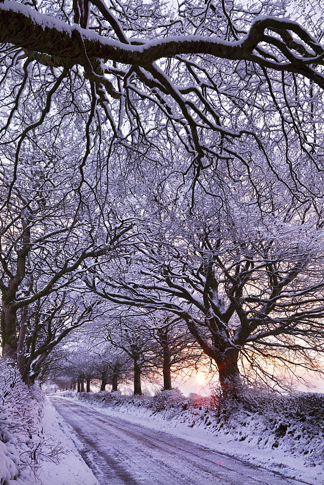 Tree lined country lane in winter snow, Exmoor, Somerset, England, United Kingdom, Europe