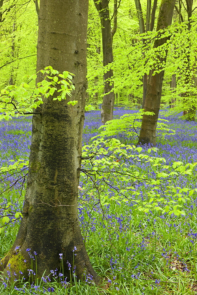 Bluebell carpet in a beech woodland, West Woods, Wiltshire, England, United Kingdom, Europe