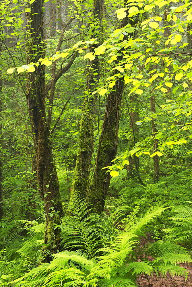 Verdant woodland in mid Devon, England, United Kingdom, Europe