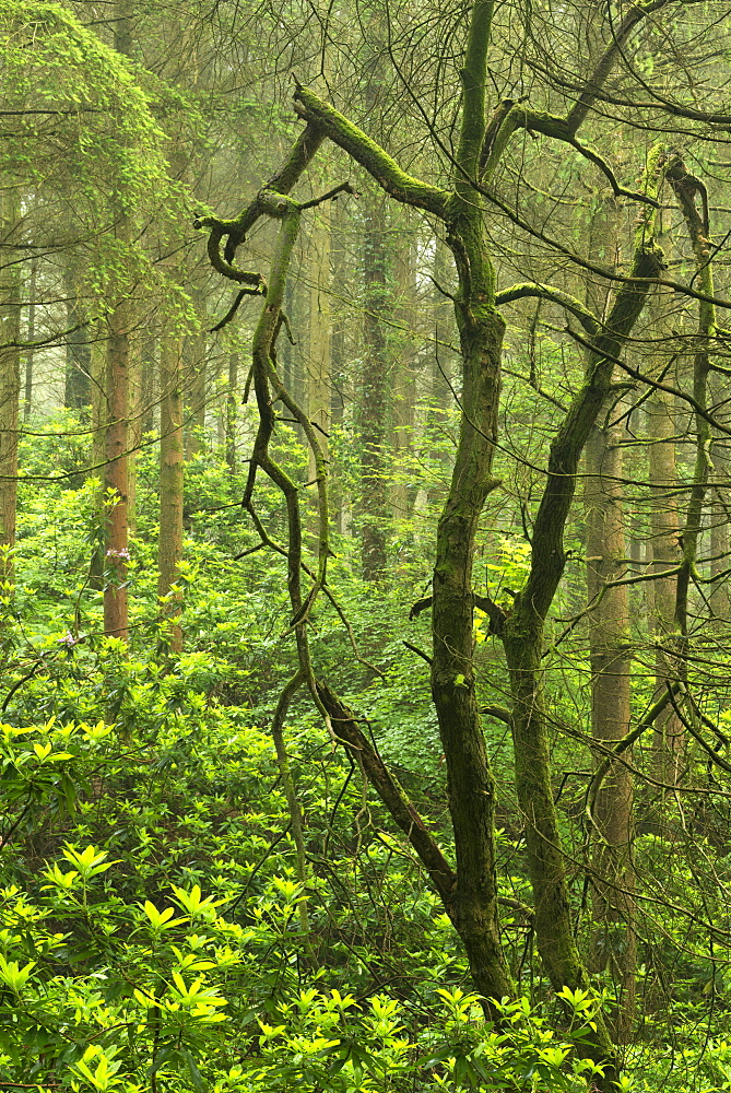 Rhododendrons thriving in woodland, Devon, England, United Kingdom, Europe