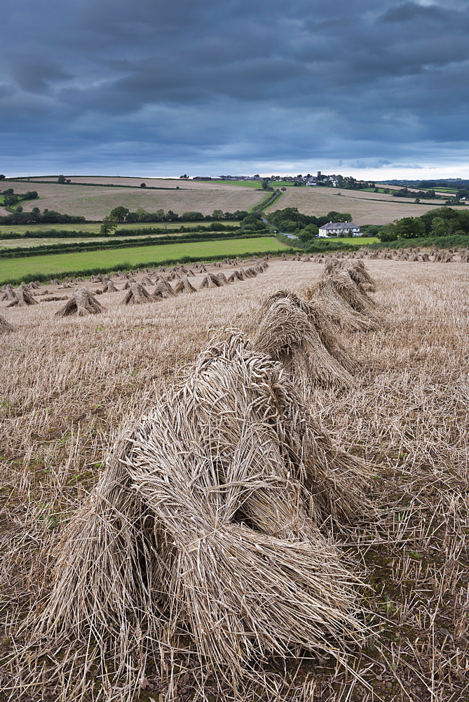 Traditional wheat stooks harvested for thatching, Coldridge, Devon, England, United Kingdom, Europe