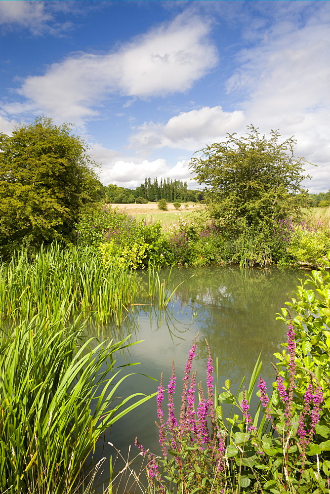 Wildflowers growing beside the River Windrush near Burford, The Cotswolds, Oxfordshire, England, United Kingdom, Europe 