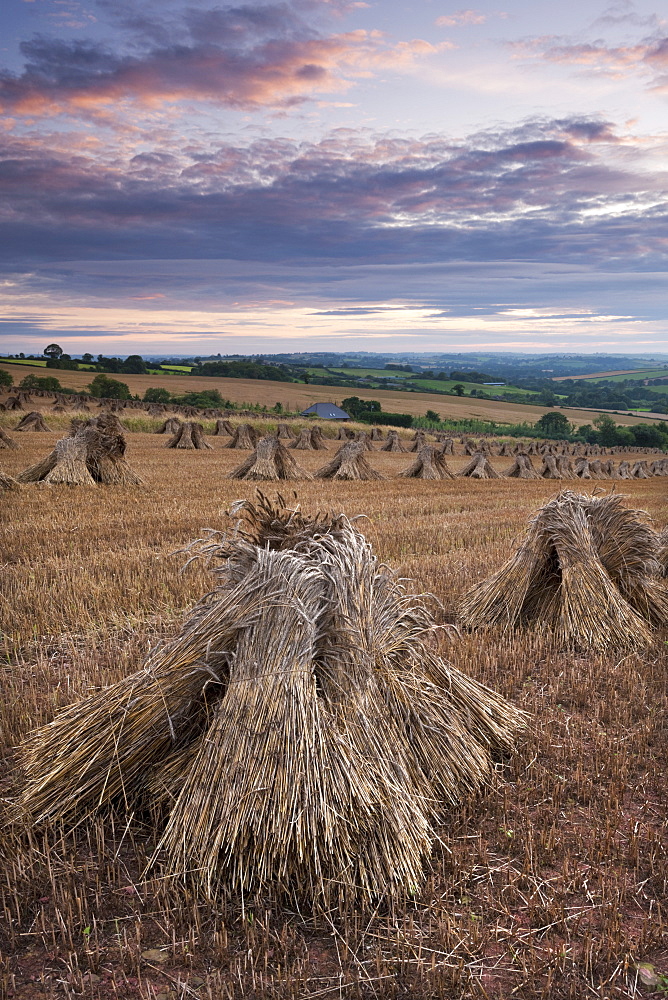 Wheat for thatching harvested in traditional stooks, Devon, England, United Kingdom, Europe 