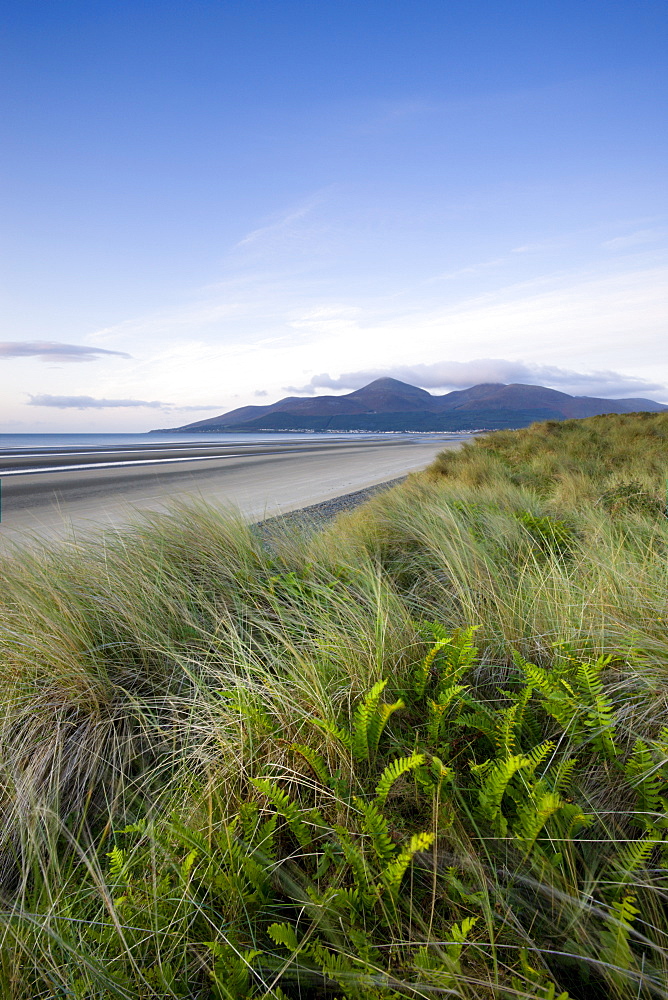 Ferns growing amongst the sand dunes at Murlough Nature Reserve, with views to Dundrum Bay and the Mountains of Mourne beyond, County Down, Ulster, Northern Ireland, United Kingdom, Europe