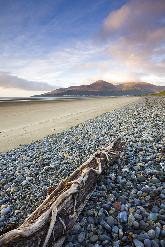 Drfitwood on Dundrum Bay looking towards the Mountains of Mourne, County Down, Ulster, Northern Ireland, United Kingdom, Europe