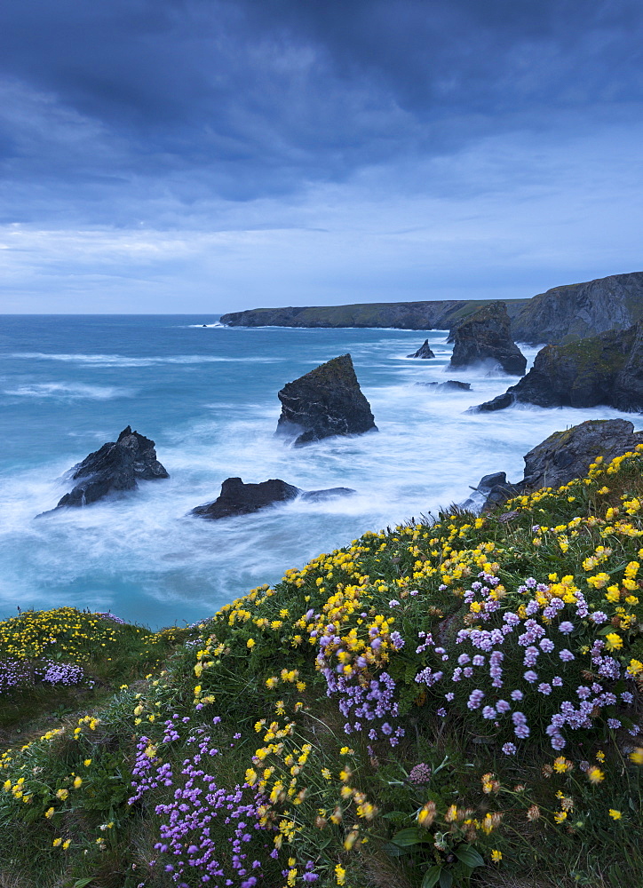 Spring wildflowers growing on the cliff tops at Bedruthan Steps, Cornwall, England, United Kingdom, Europe 