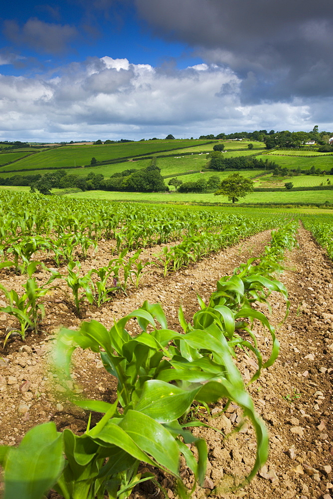 Summer crops growing in farmland, Morchard Bishop, Mid Devon, England, United Kingdom, Europe 