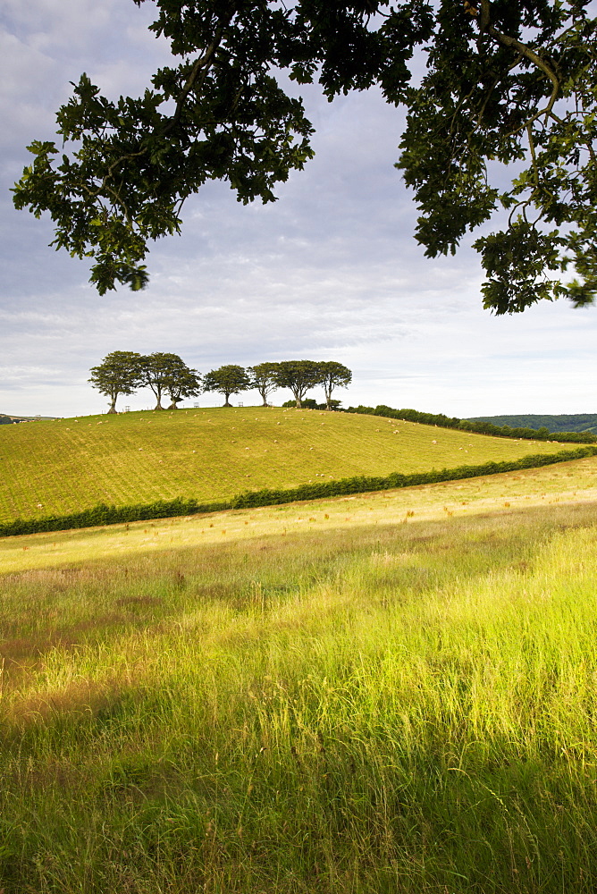 Rolling farmland near Luccombe in Exmoor National Park, Somerset, England, United Kingdom, Europe