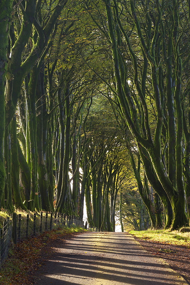 Tree lined country lane in autumn on Dartmoor, Devon, England, United Kingdom, Europe 