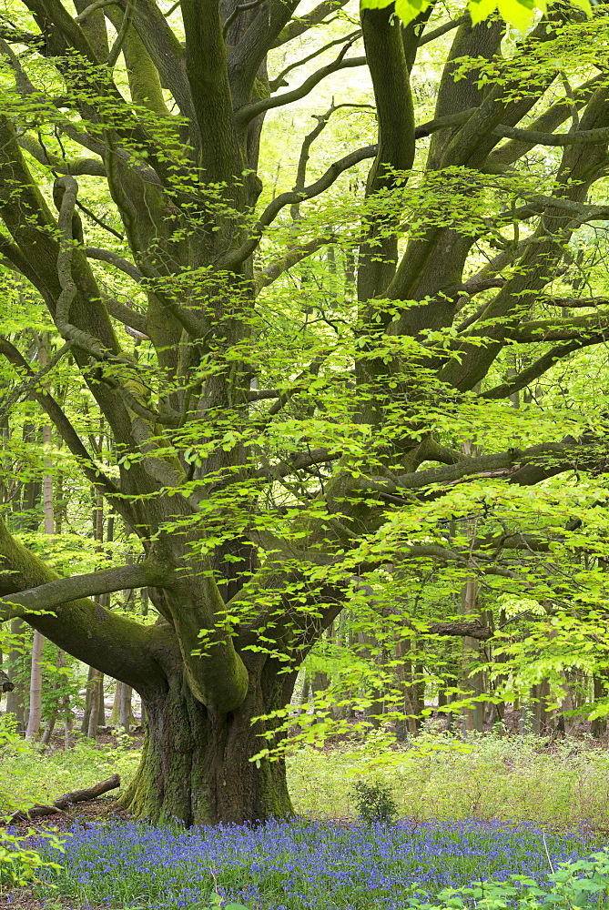 Bluebells growing beneath an ancient pollarded beech tree in Savernake Forest, Marlborough, Wiltshire, England, United Kingdom, Europe 