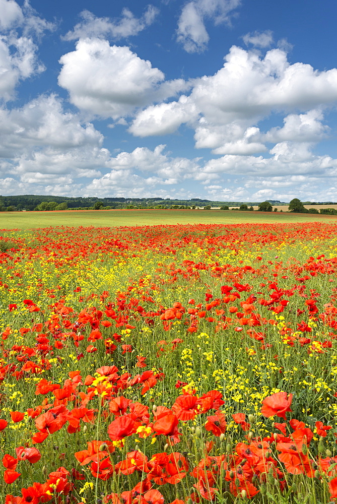 Wild poppies and rapeseed flowering in summer in a Dorset field, England, United Kingdom, Europe 