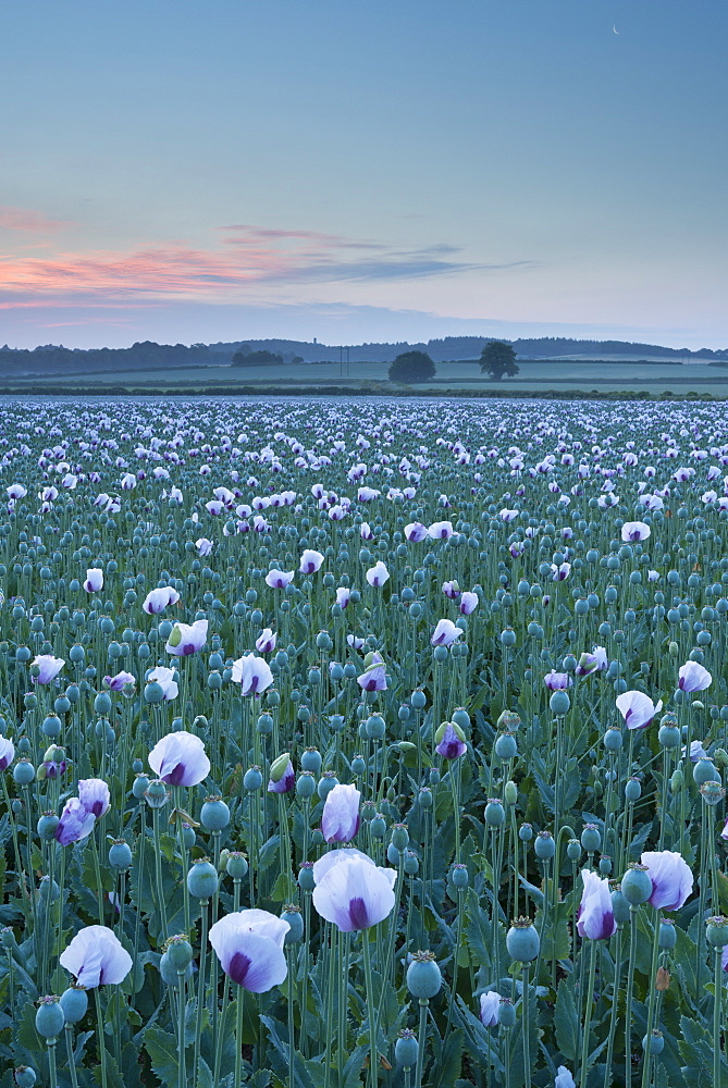 Opium poppies growing in a Dorset field, England, United Kingdom, Europe 