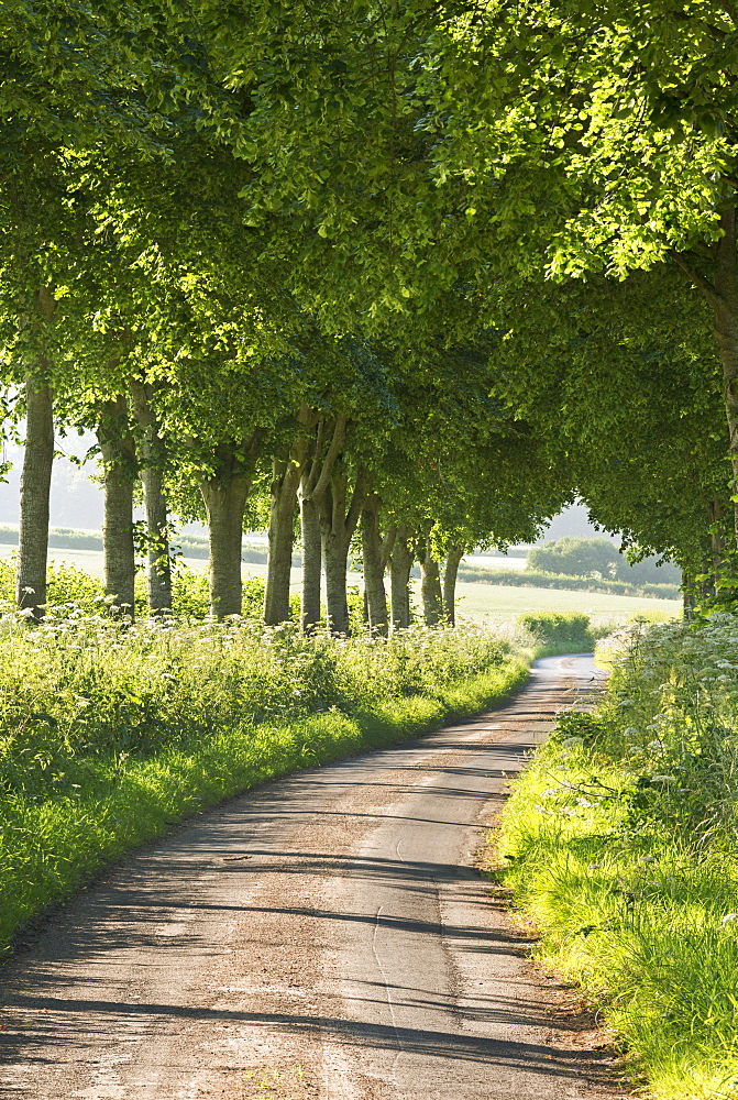 Tree lined country lane in summer, Dorset, England, United Kingdom, Europe 