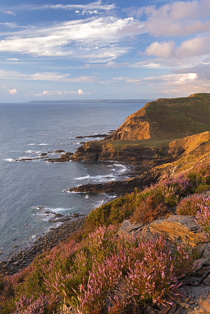 Little Barton Strand from Pencannow Point, Crackington Haven, Cornwall, England, United Kingdom, Europe 