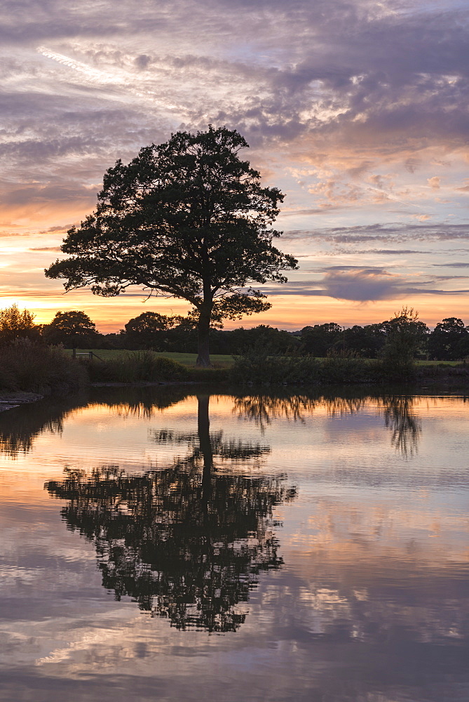 Tree and reflection silhouetted in front of a beautiful sunset in summer, Morchard Road, Devon, England, United Kingdom, Europe 