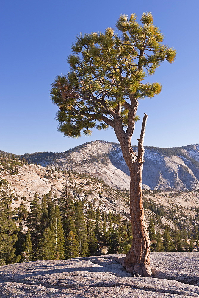 Jeffery Pine at Olmstead Point in autumn, Yosemite National Park, UNESCO World Heritage Site, California, United States of America, North America