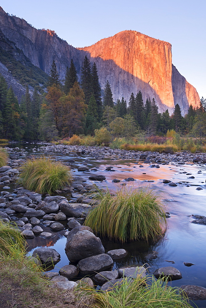 Evening sun setting on El Capitan above the Merced River, Yosemite Valley, Yosemite National Park, UNESCO World Heritage Site, California, United States of America, North America